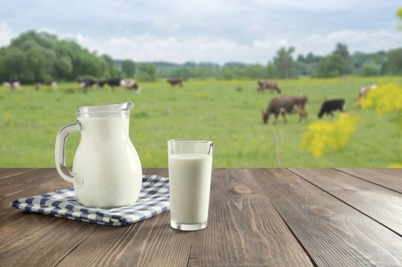 Fresh Milk In Glass On Dark Wooden Table And Blurred Landscape With Cow On
